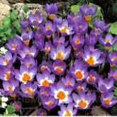 Hectarul - Ladita 3200 bulbi de brandusa SIEBERI CROCUS Tricolor